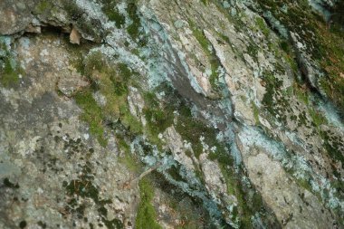 Bu, yüzeyinde bol miktarda büyüyen canlı yosunlara sahip bir kayayı gösteren detaylı bir yakın çekim görüntüsü, dünyevi bir estetik yaratıyor.