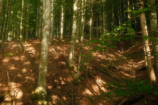 Parlak, sıcak güneş etrafımı saran dingin ormandaki ağaçların yemyeşil yapraklarının arasından güzelce parlıyor.