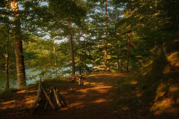 Ağaçların arasında gezinen bereketli ormanda manzaralı toprak bir patika. Sonunda dingin ve güzel bir göle çıkıyor.