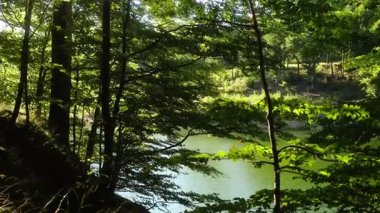 Bu sakin videoda gür bir ormanda sakin bir göl var, el değmemiş sular güzelliği yansıtıyor, rahatlatıcı atmosferi güçlendiriyor.