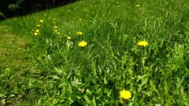 Güneşli bir gün yeşil çimenlerin ve çiçek açan sarı karahindibaların üzerine doğanın güzellikleri arasında sakin bir atmosfer yaratır.