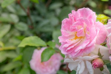 Pembe ve Beyaz Oratia Hizmetçi Gülünün Seçici Odaklı Yakın Çekimi