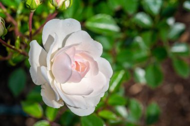 Closeup of White Seafoam Ground Cover Rose with Selective Focus clipart