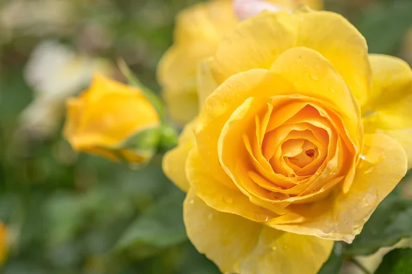 Closeup Yellow Absolutely Fabulous Rose Selective Focus — Stock Photo, Image