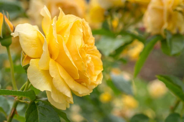 Fechar Amarelo Absolutamente Fabuloso Rosa Com Foco Seletivo — Fotografia de Stock