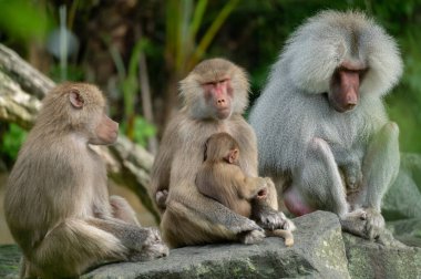 Family of Hamadryas Baboons Sitting Together