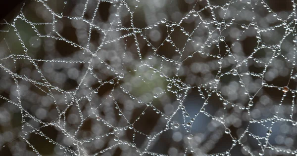 带自聚焦 自断的露水蜘蛛网的近景摘要 — 图库照片