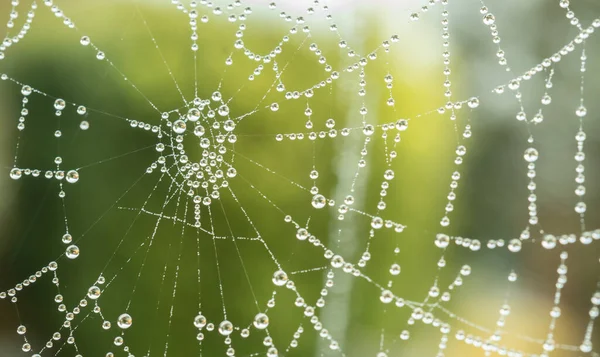 Close Spiders Web Due Sunny Morning — Stock Photo, Image