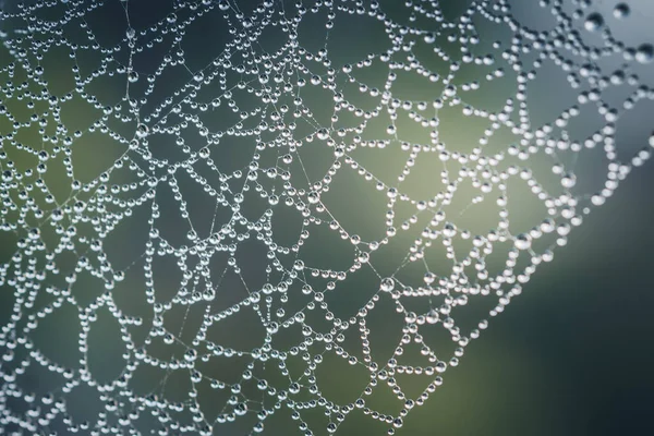 Close Abstract Spiders Web Dew Selctive Focus Bokeh — Stock Photo, Image