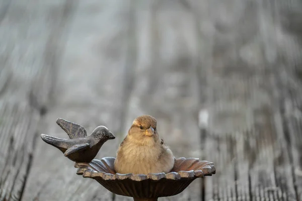 Κοντινό Πλάνο Σπουργιτιού Που Κάθεται Ταΐστρα Πουλιών Επιλεκτική Εστίαση Και — Φωτογραφία Αρχείου