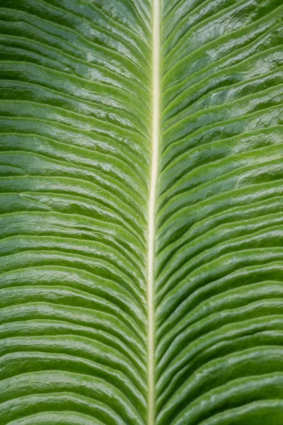 一种纹理绿色热带叶子的抽象特写 — 图库照片