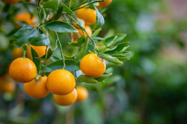 Großaufnahme Von Mandarinen Auf Einem Baum Einem Sonnigen Morgen Mit — Stockfoto