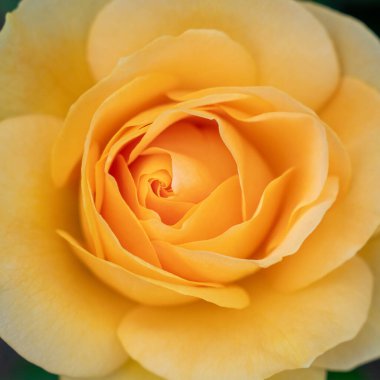 Close Up of Best Wishes Yellow Rose Bud with Selective focus