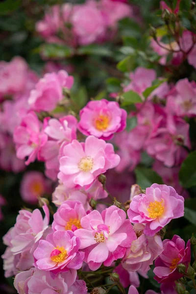 Close Up of Pink Star Burst Roses with Selective Focus and Copy Space