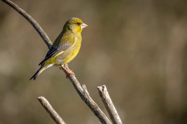 Kışın Seçici Odaklanma ve Uzayı Kopyalama dalında Greenfinch