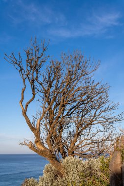 Mavi gökyüzüne karşı kıyı bölgesinde kuru ağaç