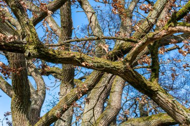 Kocaman ağaç gövdeleri, dallar. Büyük ve yaşlı ağaç, bahar havası. 