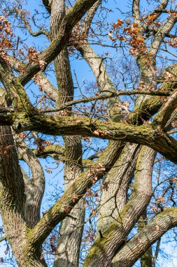 Kocaman ağaç gövdeleri, dallar. Büyük ve yaşlı ağaç, bahar havası. 