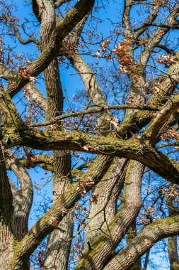 Kocaman ağaç gövdeleri, dallar. Büyük ve yaşlı ağaç, bahar havası. 