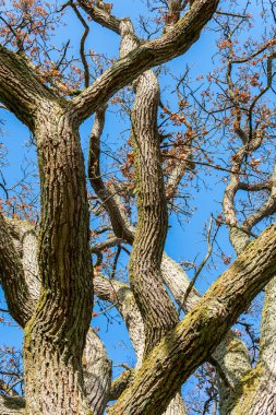 Kocaman ağaç gövdeleri, dallar. Büyük ve yaşlı ağaç, bahar havası. 