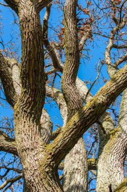 Kocaman ağaç gövdeleri, dallar. Büyük ve yaşlı ağaç, bahar havası. 