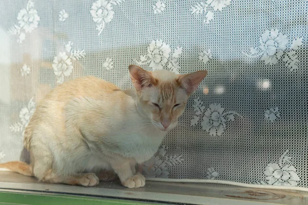 Beau Chat Sphynx Jaune Assis Sur Rebord Fenêtre Par Une — Photo