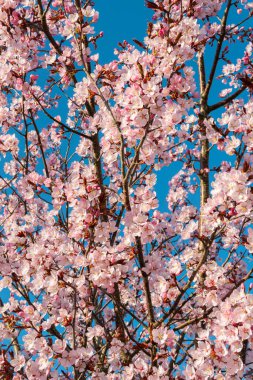 Sakura 'nın güzel bir dalı, Pembe ve beyaz yapraklı Prunus Serrulate ağacı