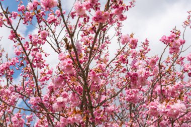 Sakura 'nın güzel bir dalı, Pembe ve beyaz yapraklı Prunus Serrulate ağacı