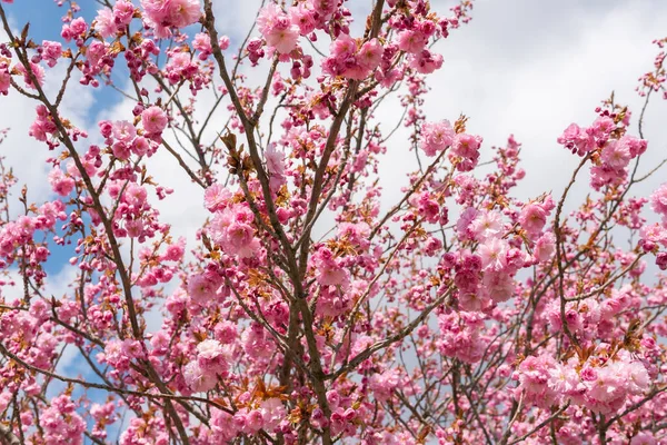Sakura 'nın güzel bir dalı, Pembe ve beyaz yapraklı Prunus Serrulate ağacı