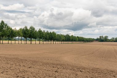 Tarlanın arasında uzun yeşil ağaçlar var. Ağaçların mükemmel senkronizasyonu, idealizmin sembolü. Lüks kraliyet konutuna giriş.