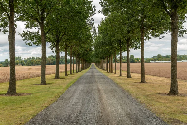 stock image Long alley of green trees between the field. Perfect synchrony of trees, symbol of idealism. Entry to luxury royal residence.