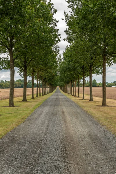 stock image Long alley of green trees between the field. Perfect synchrony of trees, symbol of idealism. Entry to luxury royal residence.