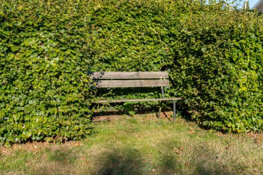 Büyük çalılarla çevrili ahşap bir bank. Rahatlamak için yeşil alan. Parkta rahatlama alanı kavramı. Şehirde yeşil bölge kavramı alışılmadık bir fikir. Şehircilik. İnsanlar ve doğa.