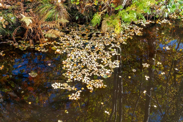 stock image Nature in autumn. Multicolored leaves and trees, river, lake. Beautiful reflection in the water. Warm sunny day. Fallen leaves. 