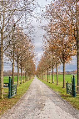 Sonbaharda uzun bir ağaç vadisi. Ağaçlık yol. Ağaçlardan tünel. Kırsal alan. 