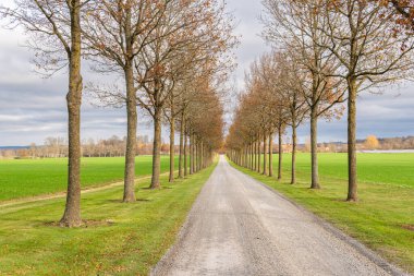 Sonbaharda uzun bir ağaç vadisi. Ağaçlık yol. Ağaçlardan tünel. Kırsal alan. 