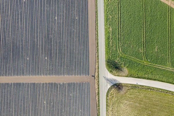 晴れた日には大きな植えられたフィールド上の空中ビュー 畑での作物 農業の象徴 現場で働いてくれ フィールドテクスチャ プランテーションのトップビュー — ストック写真