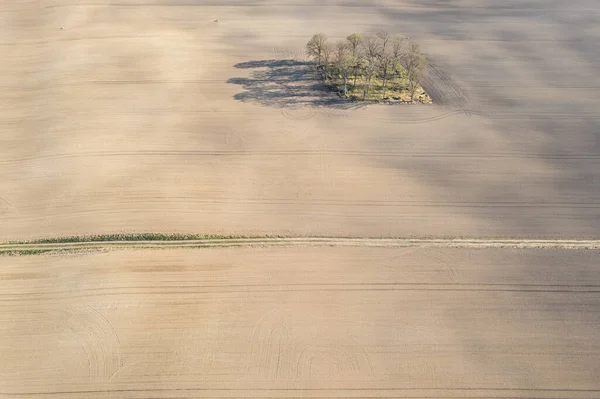 Widok Powietrza Drzewa Środku Pola Rolnictwo Przyroda Środowisko Ekologia Długie — Zdjęcie stockowe