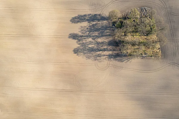 フィールドの真ん中に木の空中ビュー 生態学 木々の長い影 上からの眺め — ストック写真