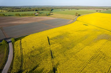 Güneşli bir günde büyük sarı tecavüz tarlalarında hava manzarası. Avrupa köyü, tarım. Mevsimlik ürün. Doğanın güzel dokusu.