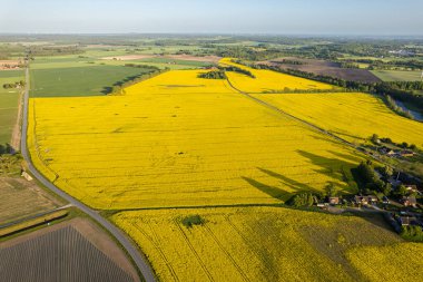 Güneşli bir günde büyük sarı tecavüz tarlalarında hava manzarası. Avrupa köyü, tarım. Mevsimlik ürün. Doğanın güzel dokusu.