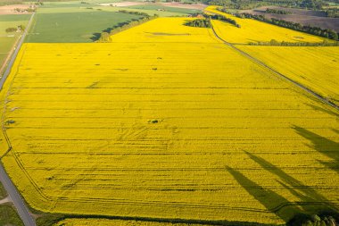 Güneşli bir günde büyük sarı tecavüz tarlalarında hava manzarası. Avrupa köyü, tarım. Mevsimlik ürün. Doğanın güzel dokusu.