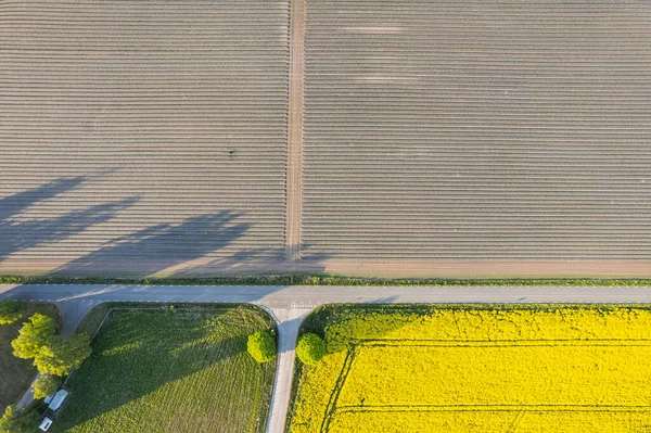 晴れた日に強姦の大きな黄色のフィールドに空中ビュー ヨーロッパの村 旬の食材 自然の美しい食感 — ストック写真