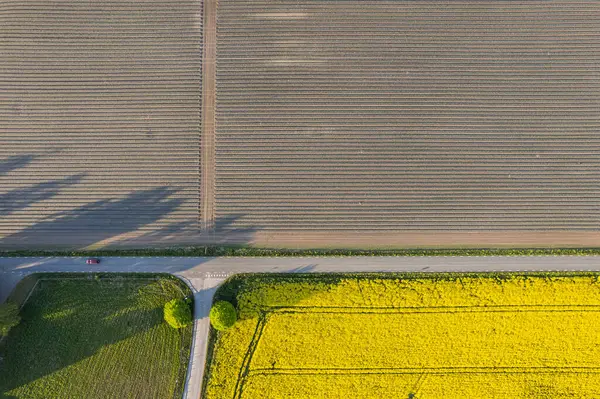 晴れた日に強姦の大きな黄色のフィールドに空中ビュー ヨーロッパの村 旬の食材 自然の美しい食感 — ストック写真