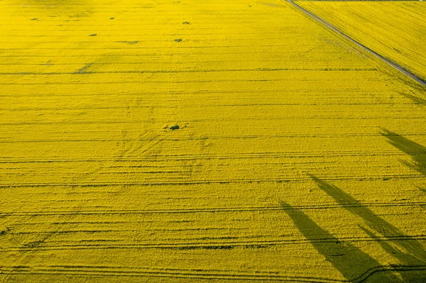 Luftaufnahme Großer Gelber Rapsfelder Einem Sonnigen Tag Europäisches Dorf Landwirtschaft — Stockfoto