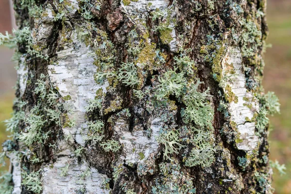 stock image Mold in nature outdoors, macro view. Natural moss, mould, must, fungus. Nature textures. 