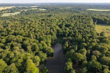 Güneşli bir yaz gününde büyük yeşil bir orman ve tarlaların güzel bir hava manzarası. 
