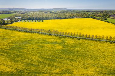 Büyük tecavüz alanının havadan görünüşü. Güneşli bir günde bir sürü sarı tecavüz çiçeği. 