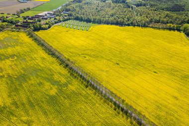 Büyük tecavüz alanının havadan görünüşü. Güneşli bir günde bir sürü sarı tecavüz çiçeği. 