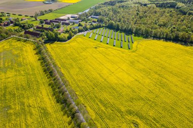 Büyük tecavüz alanının havadan görünüşü. Güneşli bir günde bir sürü sarı tecavüz çiçeği. 